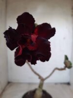 ENXERTO 11594 – 25cm (cor LM 217)