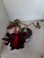 ENXERTO 11594 – 25cm (cor LM 217) - Imagem 4