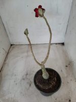 ENXERTO 11594 – 25cm (cor LM 217) - Imagem 5