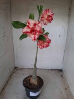 ENXERTO 11611 – 35cm (cor LM 606) - Imagem 2