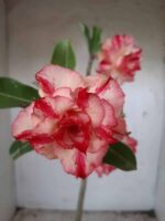 ENXERTO 11611 – 35cm (cor LM 606)