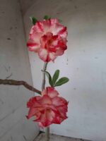 ENXERTO 11611 – 35cm (cor LM 606) - Imagem 4