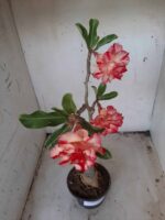 ENXERTO 11611 – 35cm (cor LM 606) - Imagem 5