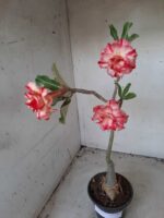 ENXERTO 11611 – 35cm (cor LM 606) - Imagem 6