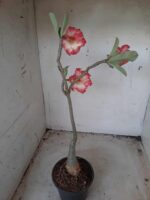 ENXERTO 11611 – 35cm (cor LM 606) - Imagem 7