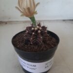 Gymnocalycium Mihanovichii “Purple” Nº 601 – vaso 09