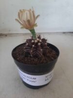 Gymnocalycium Mihanovichii “Purple” Nº 601 – vaso 09
