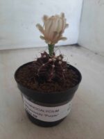 Gymnocalycium Mihanovichii “Purple” Nº 601 – vaso 09 - Imagem 7