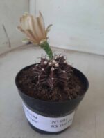Gymnocalycium Mihanovichii “Purple” Nº 601 – vaso 09 - Imagem 9