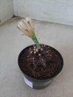 Gymnocalycium Mihanovichii “Purple” Nº 601 – vaso 09 - Imagem 8