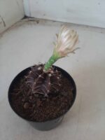 Gymnocalycium Mihanovichii “Purple” Nº 601 – vaso 09 - Imagem 5