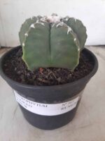 MATRIZ ASTROPHYTUM cv KIKKO Nº 563 – vaso 15 - Imagem 2