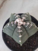 MATRIZ ASTROPHYTUM cv KIKKO Nº 563 – vaso 15 - Imagem 10