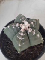 MATRIZ ASTROPHYTUM cv KIKKO Nº 563 – vaso 15 - Imagem 9