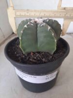 MATRIZ ASTROPHYTUM cv KIKKO Nº 563 – vaso 15 - Imagem 4