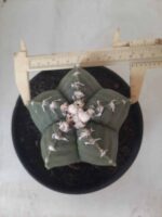 MATRIZ ASTROPHYTUM cv KIKKO Nº 563 – vaso 15