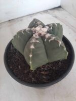 MATRIZ ASTROPHYTUM cv KIKKO Nº 563 – vaso 15 - Imagem 8