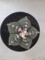 MATRIZ ASTROPHYTUM cv KIKKO Nº 563 – vaso 15 - Imagem 3