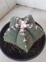 MATRIZ ASTROPHYTUM cv KIKKO Nº 563 – vaso 15 - Imagem 6