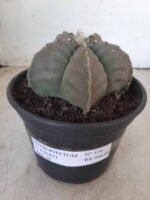 MATRIZ ASTROPHYTUM cv KIKKO Nº 570 – vaso 15 - Imagem 2