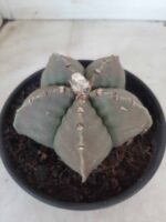 MATRIZ ASTROPHYTUM cv KIKKO Nº 570 – vaso 15 - Imagem 9