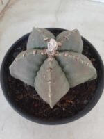 MATRIZ ASTROPHYTUM cv KIKKO Nº 570 – vaso 15 - Imagem 8