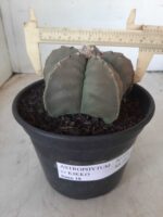 MATRIZ ASTROPHYTUM cv KIKKO Nº 570 – vaso 15 - Imagem 4