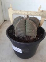 MATRIZ ASTROPHYTUM cv KIKKO Nº 570 – vaso 15 - Imagem 6