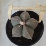 MATRIZ ASTROPHYTUM cv KIKKO Nº 570 – vaso 15