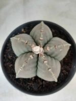 MATRIZ ASTROPHYTUM cv KIKKO Nº 570 – vaso 15 - Imagem 3