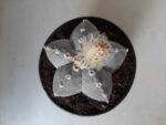 Sementes de cactos ASTROPHYTUM MYRIOSTIGMA - Imagem 19