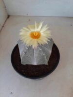 Sementes de cactos ASTROPHYTUM MYRIOSTIGMA - Imagem 3