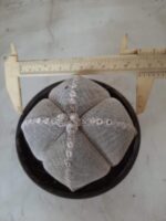 Sementes de cactos ASTROPHYTUM MYRIOSTIGMA - Imagem 18