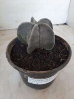 ASTROPHYTUM MYRIOSTIGMA  Nº 487 – vaso 15 - Imagem 10