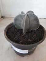 ASTROPHYTUM MYRIOSTIGMA  Nº 487 – vaso 15 - Imagem 9