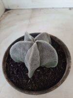ASTROPHYTUM MYRIOSTIGMA  Nº 487 – vaso 15 - Imagem 8