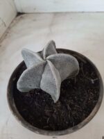 ASTROPHYTUM MYRIOSTIGMA  Nº 487 – vaso 15 - Imagem 7