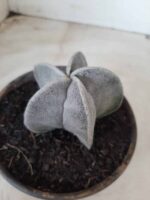 ASTROPHYTUM MYRIOSTIGMA  Nº 487 – vaso 15 - Imagem 6