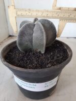 ASTROPHYTUM MYRIOSTIGMA  Nº 487 – vaso 15 - Imagem 4
