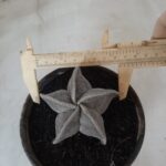 ASTROPHYTUM MYRIOSTIGMA  Nº 487 – vaso 15