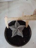 ASTROPHYTUM MYRIOSTIGMA  Nº 487 – vaso 15