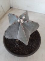 ASTROPHYTUM MYRIOSTIGMA  Nº 522 – vaso 15 - Imagem 6