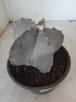 ASTROPHYTUM MYRIOSTIGMA  Nº 522 – vaso 15 - Imagem 9