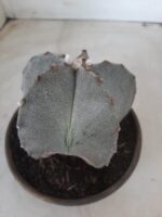 ASTROPHYTUM MYRIOSTIGMA  Nº 522 – vaso 15 - Imagem 8