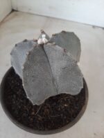 ASTROPHYTUM MYRIOSTIGMA  Nº 522 – vaso 15 - Imagem 7