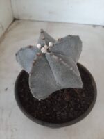 ASTROPHYTUM MYRIOSTIGMA  Nº 522 – vaso 15 - Imagem 5