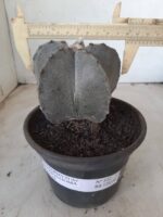 ASTROPHYTUM MYRIOSTIGMA  Nº 522 – vaso 15 - Imagem 4