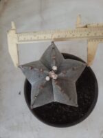 ASTROPHYTUM MYRIOSTIGMA  Nº 522 – vaso 15