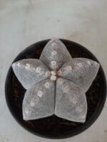 Sementes de cactos ASTROPHYTUM MYRIOSTIGMA - Imagem 24