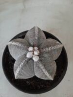 Sementes de cactos ASTROPHYTUM MYRIOSTIGMA - Imagem 16